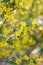 Scorpion senna Hippocrepis emerus yellow flowers on a shrub