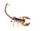 Scorpion with tail curved up ready to sting