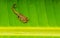 Scorpion Tityus Smithii Yellow Scorpion Green Background