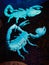 Scorpion under UV