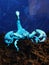 Scorpion under UV