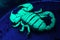 Scorpion under UV light