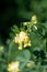 Scorpion vetch (coronilla valentina) flowers
