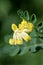 Scorpion vetch (coronilla valentina) flowers