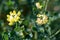 Scorpion vetch (coronilla valentina) flowers