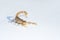 A scorpion on white background shows its powerful stinger