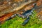 Scorpion  on  wood  in  tropical garden