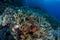 Scorpionfish and Coral Reef in Raja Ampat