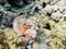 A scorpionfish scorpaena scrofa, an ugly fish perched on the seabed on the shores of Saudi Arabia in the Red Sea