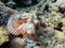 A scorpionfish scorpaena scrofa, an ugly fish perched on the seabed on the shores of Saudi Arabia in the Red Sea