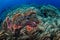 Scorpionfish Swimming Over Coral Reef