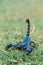 Scorpions on the grass blur