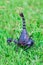 Scorpions on the grass blur art