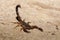 Scorpions, predatory arachnids Madagascar