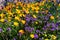 Scorpionweed and Mexican Gold Poppies