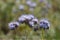 Scorpionweed Phacelia tanacetifolia