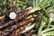 Scorzonera hispanica, black salsify root close up, freshly harvested and dirty with soil