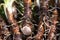 Scorzonera hispanica, black salsify root close up, freshly harvested and dirty with soil