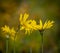 Scorzonera hispanica L. flower blooms in autumn field