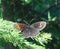 Scotch argus butterfly brown orange