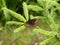 Scotch argus butterfly brown orange