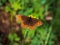 The Scotch argus Erebia aethiops lives in green meadows in Altai mountains