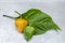 Scotch Bonnet peppers And Leaf