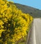 Scotch Broom