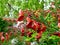 Scotch broom flower close up with defocused background