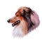 Scotch collie pet with long fur, furry domestic animal sticking out tongue pet hand drawn portrait. Graphic clip art design of