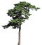 Scotch fir conifer tree, isolated