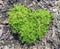Scotch or irish moss growing in a garden in the shape of a heart