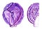 Scotch kale or red cabbage, whole head of cabbage and cutaway, watercolor