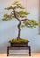 Scotch pine as Bonsai