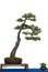 Scotch pine as bonsai tree