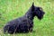 Scotch terrier 01