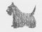 Scotch terrier