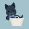 Scotch terrier in basket