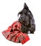 Scotch terrier in a red tartan