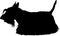 Scotch Terrier . Scotch terrier breed dog