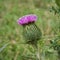 Scotch Thistle