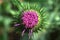 Scotch Thistle