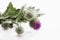 Scotch thistle (Onopordum acanthium)