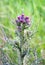 Scotch thistle Onopordum acanthium in Scotland