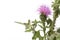 Scotch Thistle With Purple Flower