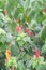 Scotchmans purse, Malvaviscus arboreus, red flowers on shrub