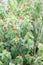 Scotchmans purse, Malvaviscus arboreus, shrub with red flowers