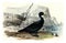 Scoter, vintage engraving