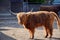 Scotland Highland Cattle Bos primigenius f. taurus Stock Photo