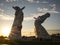 Scotland Kelpies UK travel rain winter